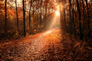 Sonnenstrahlen brechen durch den Herbstwald und lassen einen Weg erstrahlen Sonnenstrahlen brechen durch den Herbstwald und lassen einen Weg erstrahlen